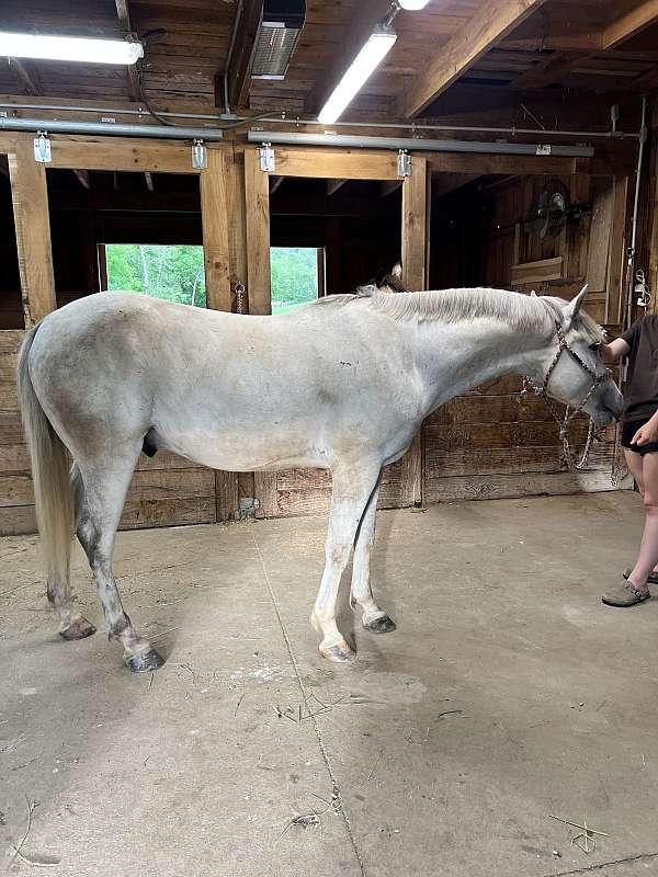 arabian-gelding