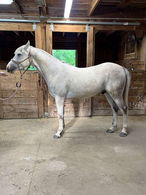 arabian-horse-for-sale