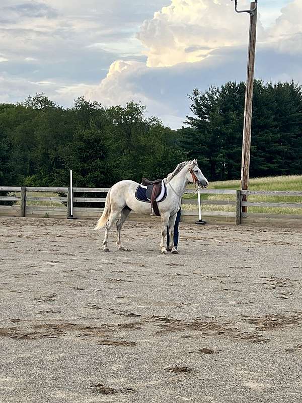 arabian-horse