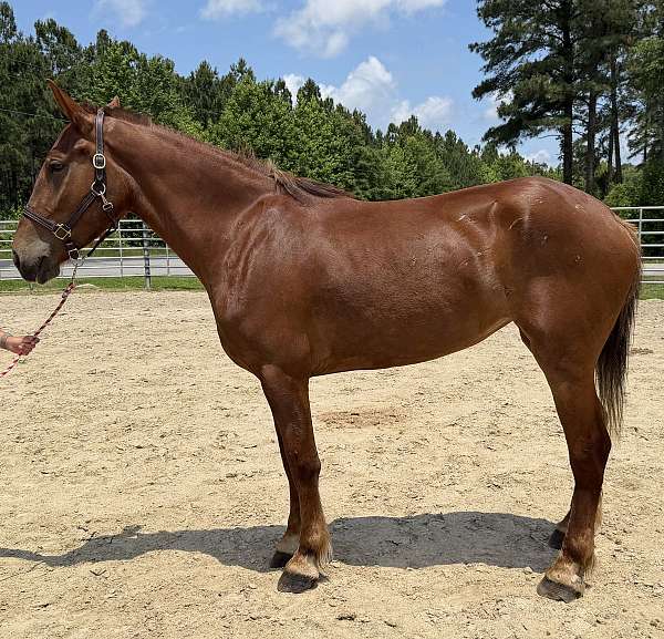 sorrel-draft-mare