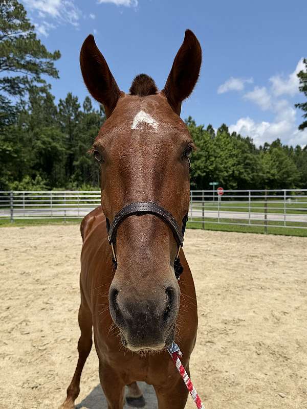 15-hand-draft-mare