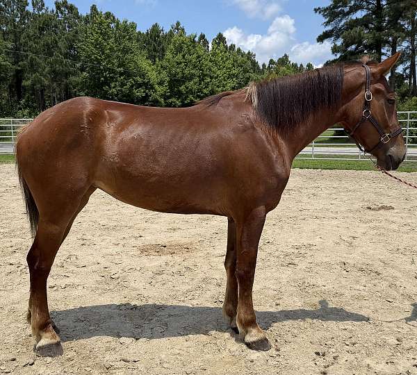 sorrel-mare-for-sale
