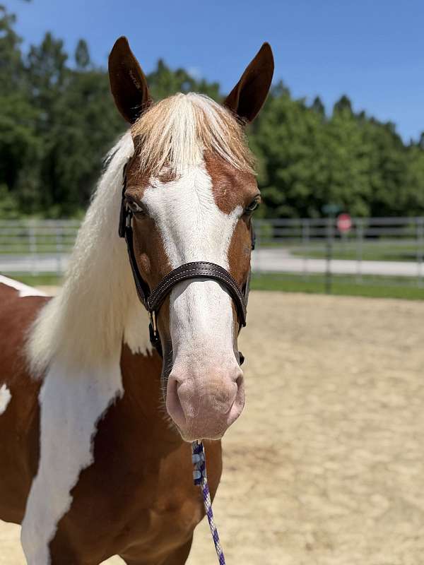 14-hand-paint-gelding
