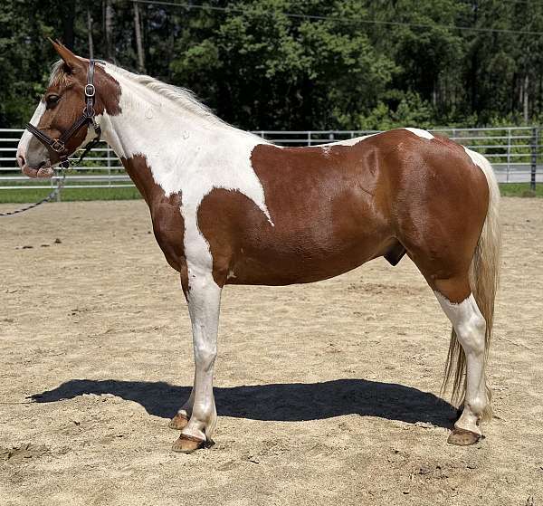 pinto-paint-gelding