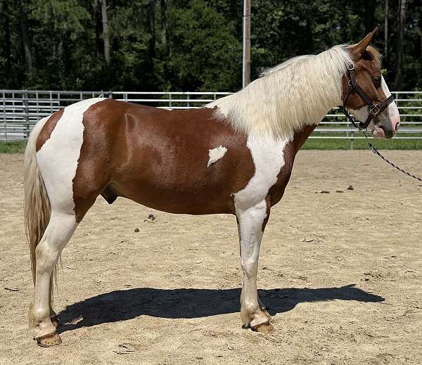 pinto-gelding-for-sale