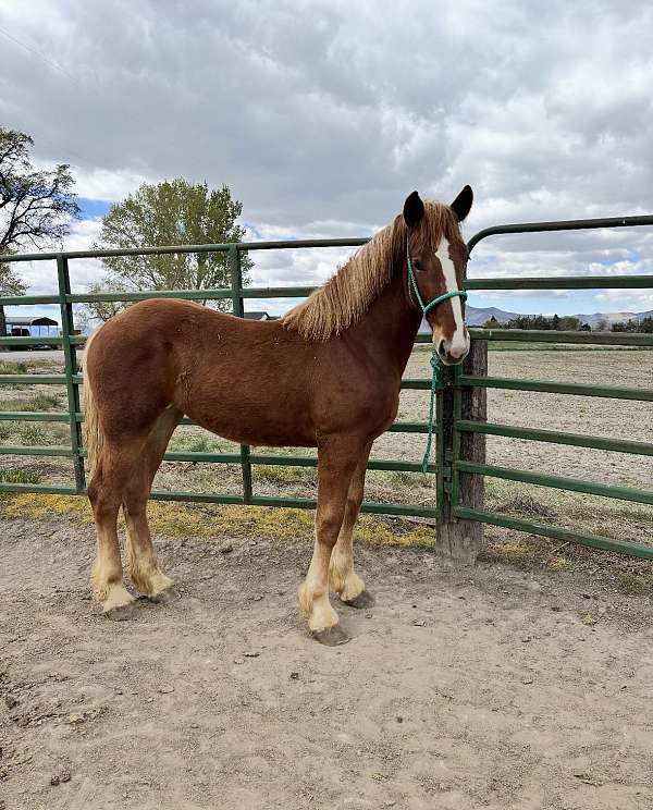 belgian-draft-filly