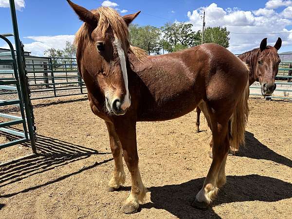 belgian-yearling
