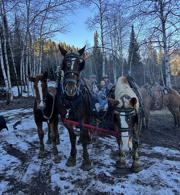 belgian-horse-for-sale