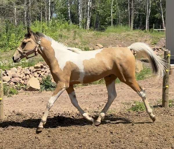 tobiano-horse