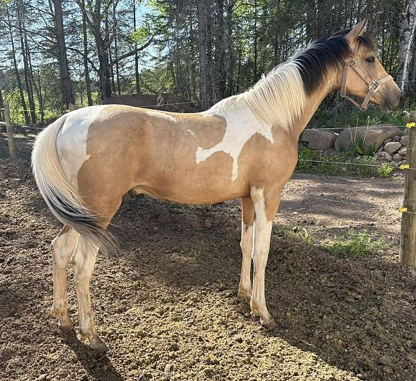 buckskin-tobiano-horse