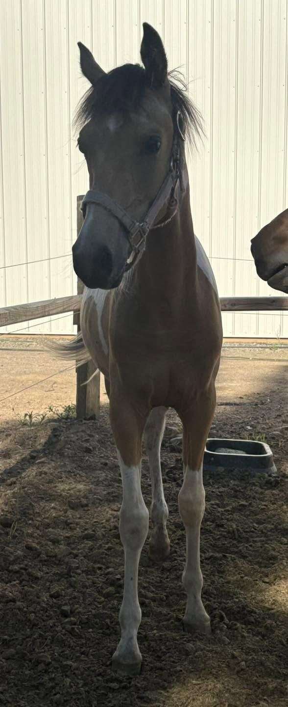 all-around-arabian-horse