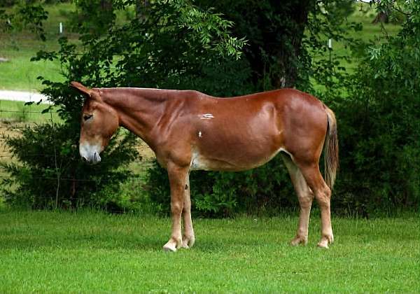 all-around-mule