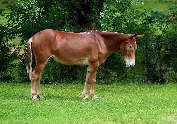 athletic-mule