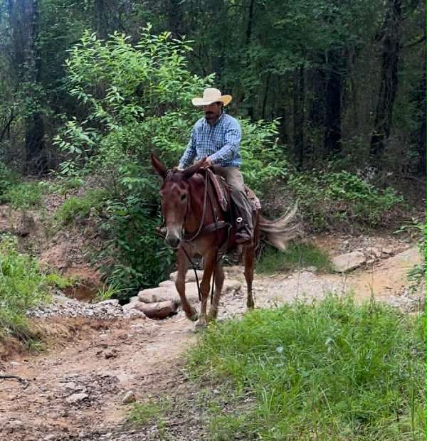 experienced-mule