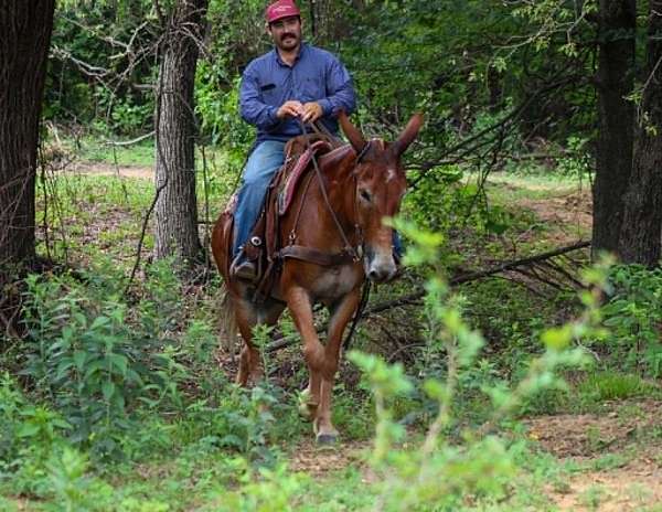 kid-safe-mule
