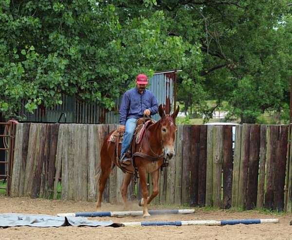 performance-mule