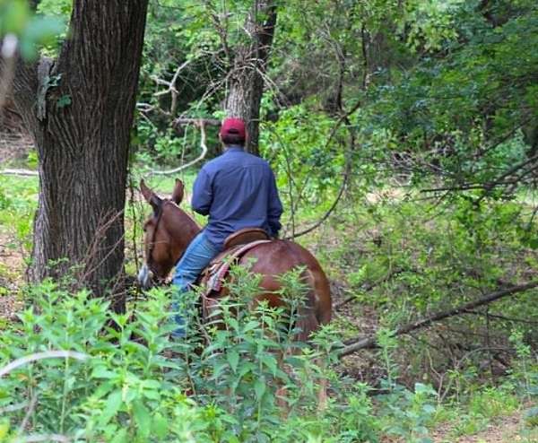 ranch-mule