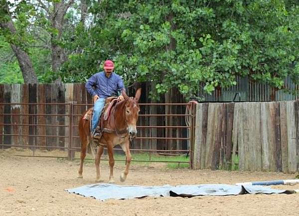 ranch-versatility-mule