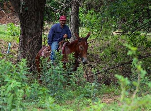 ranch-work-mule