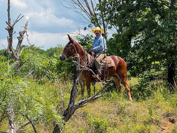 ridden-western-mule