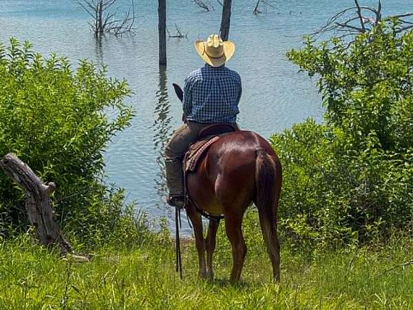 roping-mule