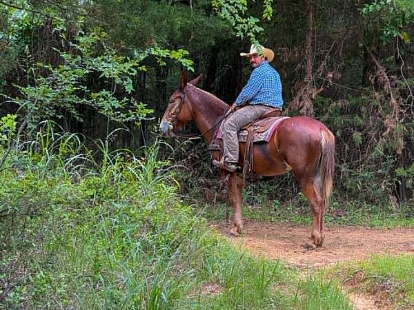 trail-mule