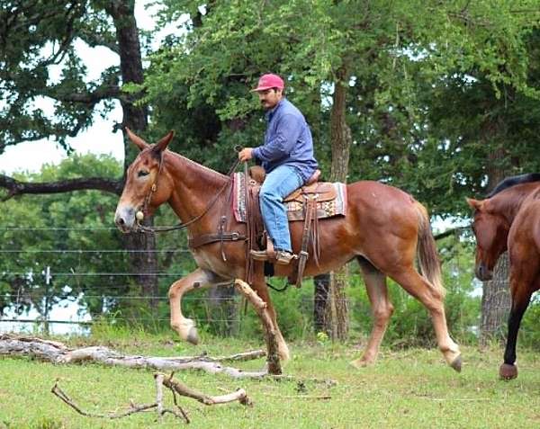 trail-riding-mule
