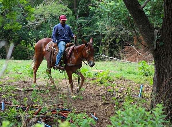 western-riding-mule