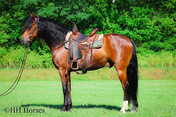 western-ri-andalusian-horse