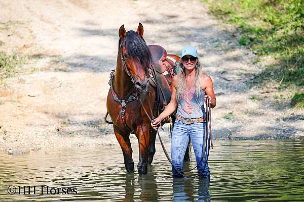 all-around-andalusian-horse