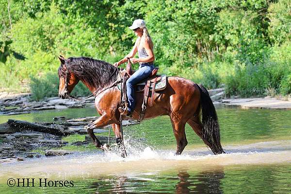 athletic-andalusian-horse
