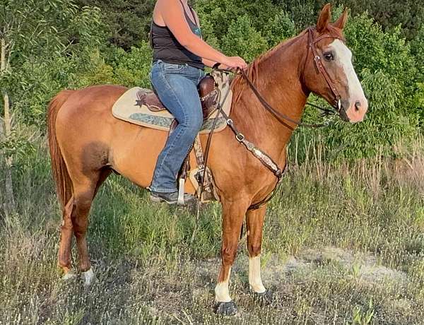 all-around-quarter-horse