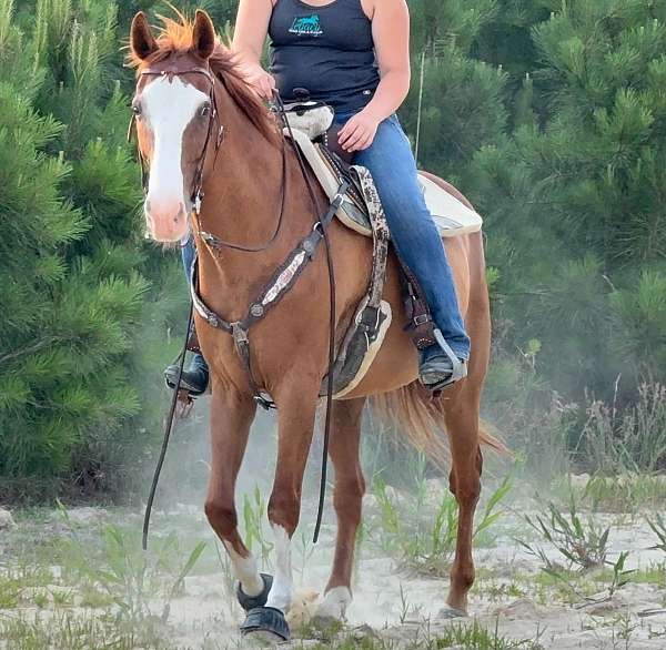 beginner-quarter-horse