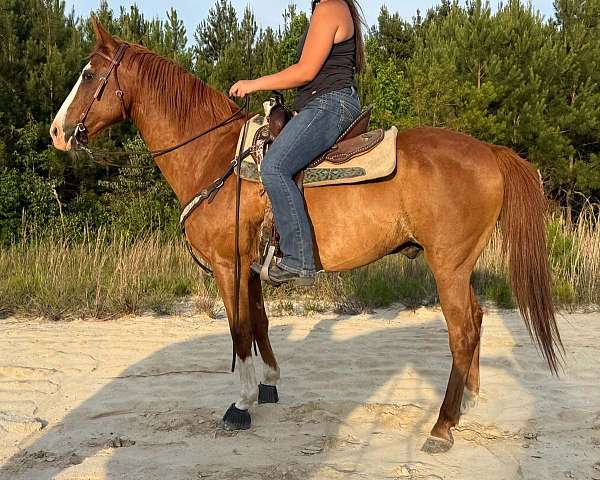husband-safe-quarter-horse