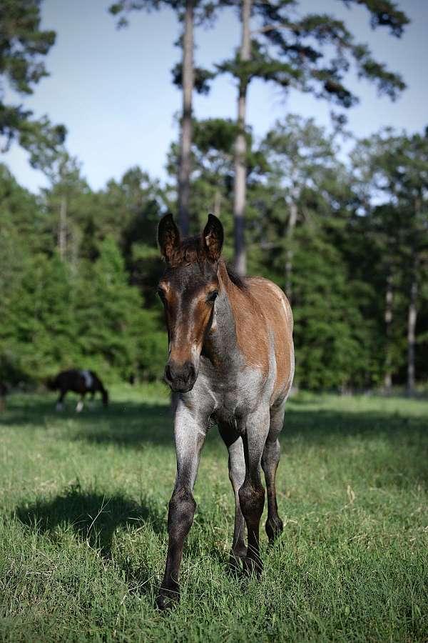 field-trial-yearling