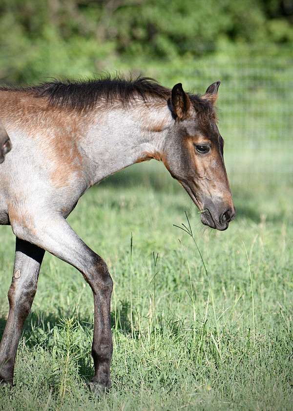 bay-twhbea-stallion
