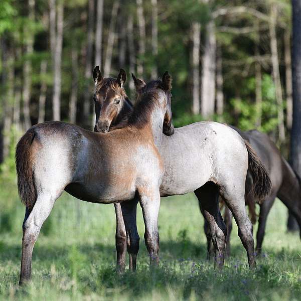 bay-twhbea-yearling