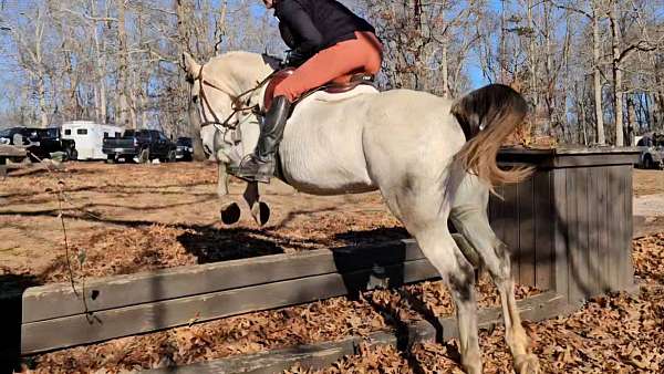 grey-show-ex-horse