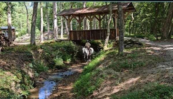 all-around-warmblood-horse