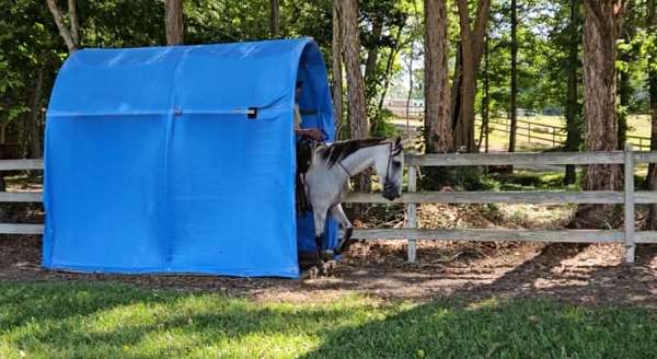 athletic-warmblood-horse