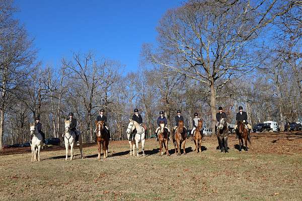 beginner-warmblood-horse