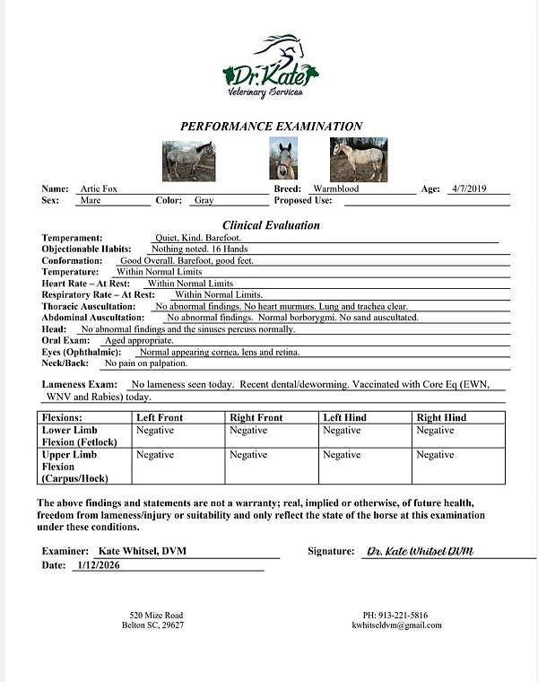 dressage-warmblood-horse