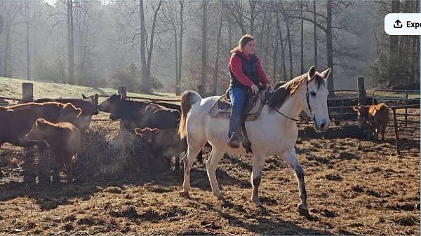 english-pleasure-warmblood-horse