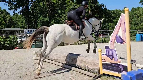 eventing-warmblood-horse