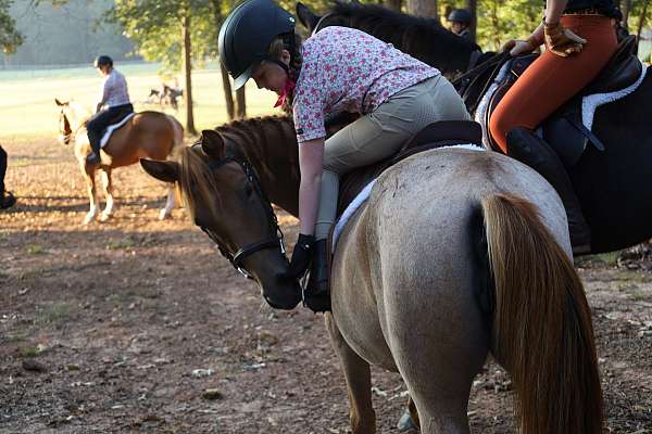 drill-team-welsh-cob-pony