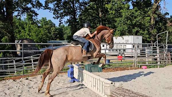 parade-welsh-cob-pony