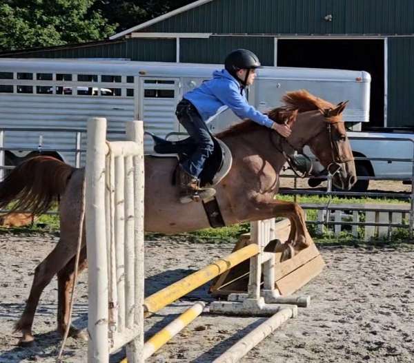 t-welsh-cob-pony