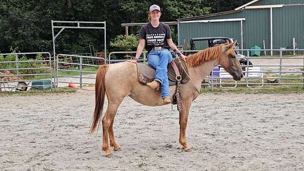 red-roan-welsh-cob-mare