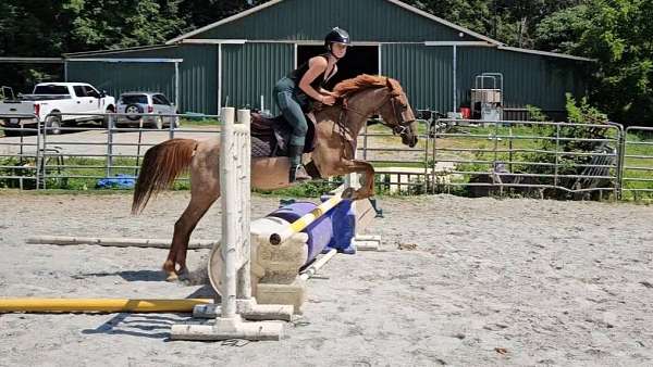 red-roan-welsh-cob-for-sale