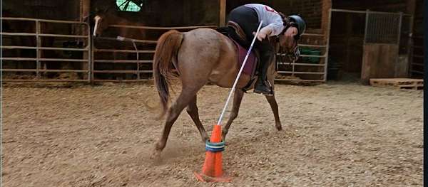 13-hand-welsh-cob-pony